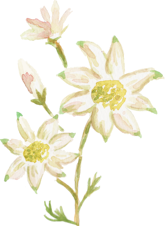 Watercolor Flannel Flower Actinotus Helianthi Australian Native Flower